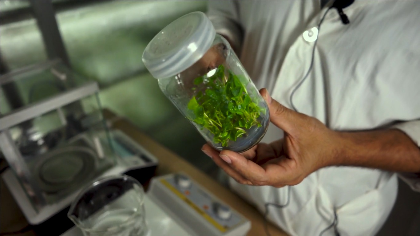 Advancing Sustainable Agriculture Through Tissue Culture Technology