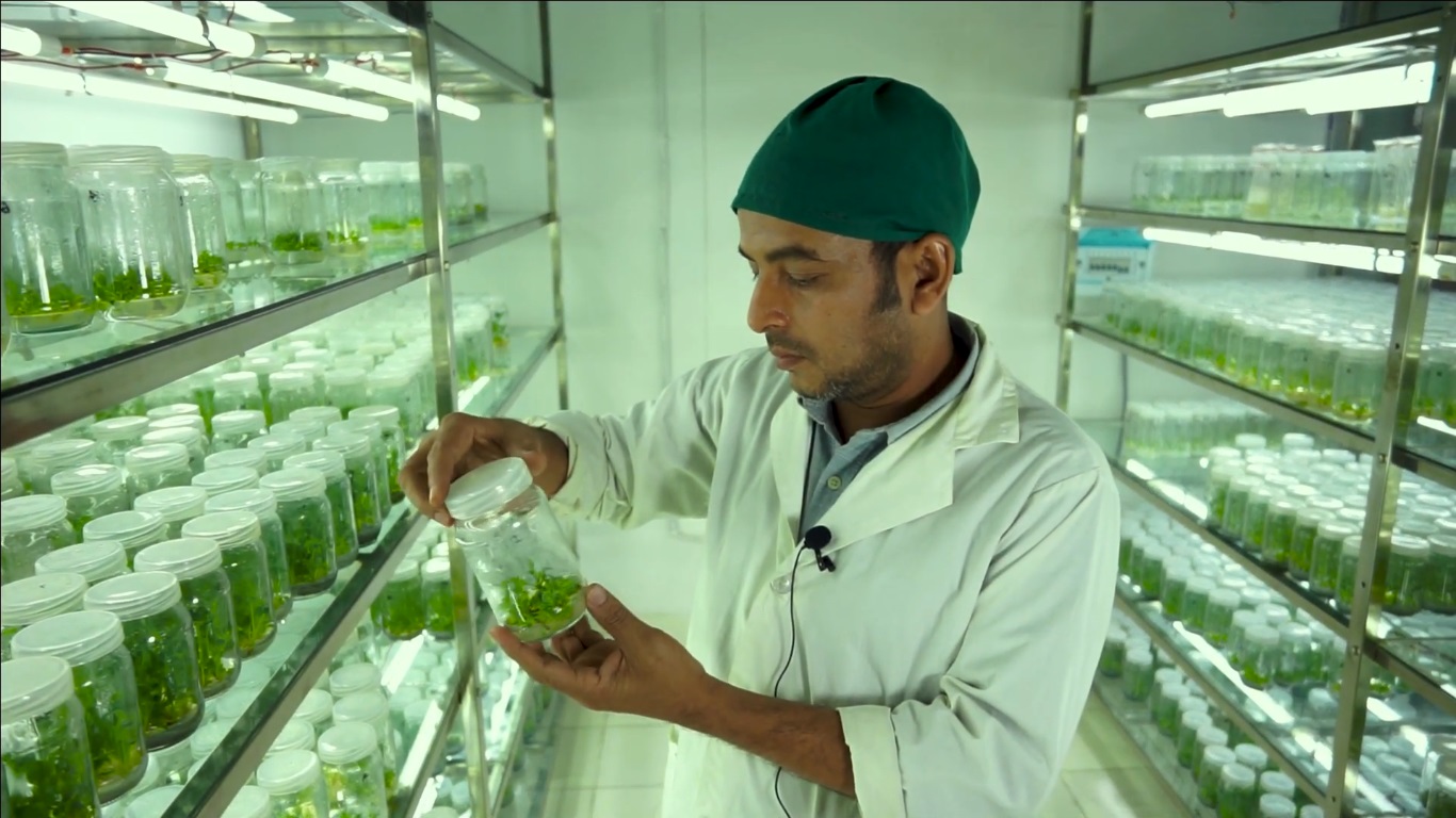 Advancing Sustainable Agriculture Through Tissue Culture Technology